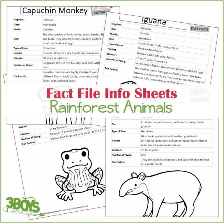 Rainforest Animals Fact Files - 3 Boys and a Dog, Shop